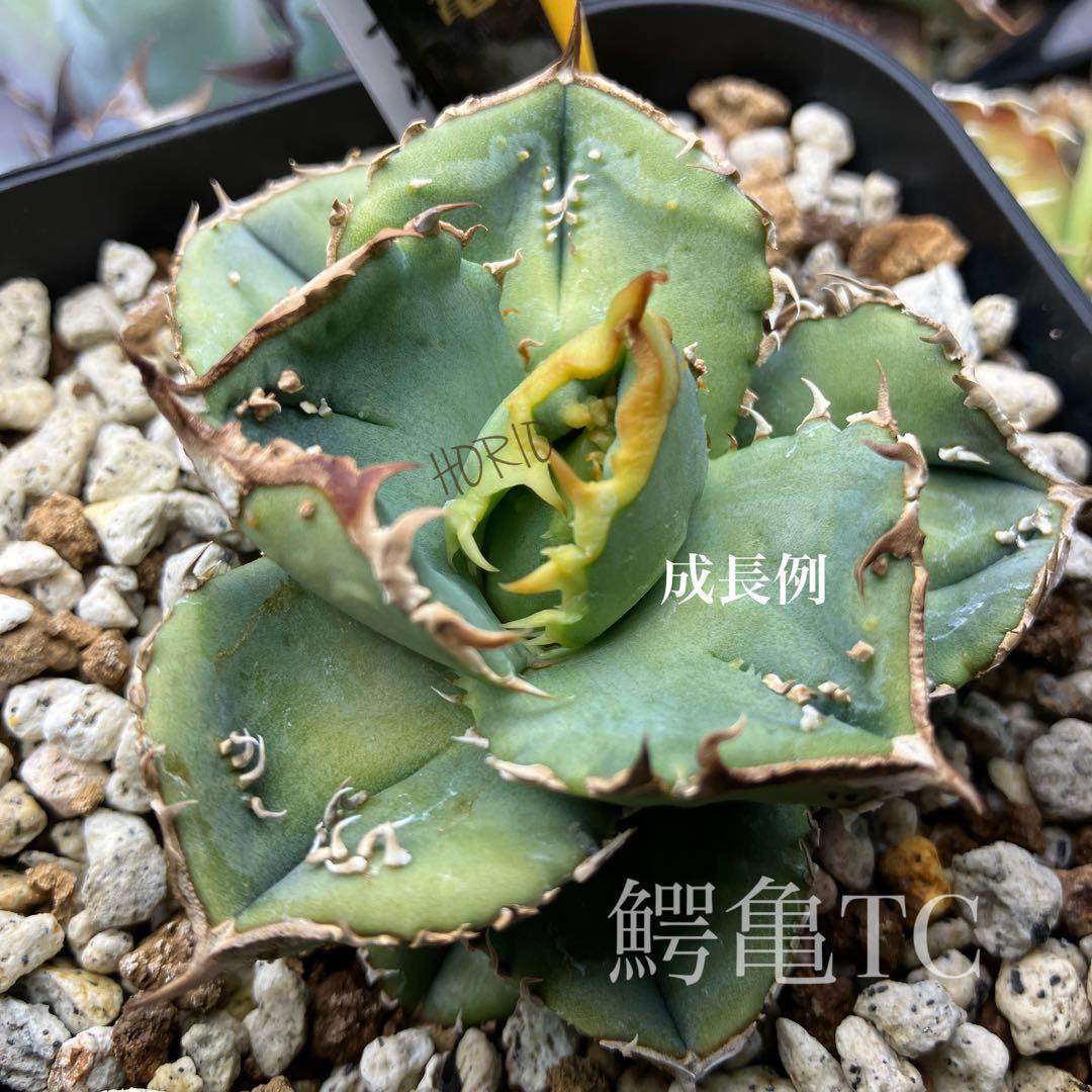 激レア【匿名配送】③ぶつぶつ　アガベ　鰐亀錦　覆輪斑　白覆輪　TC