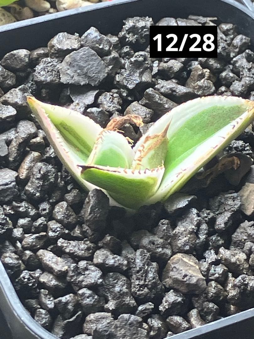 激レア【匿名配送】③ぶつぶつ　アガベ　鰐亀錦　覆輪斑　白覆輪　TC