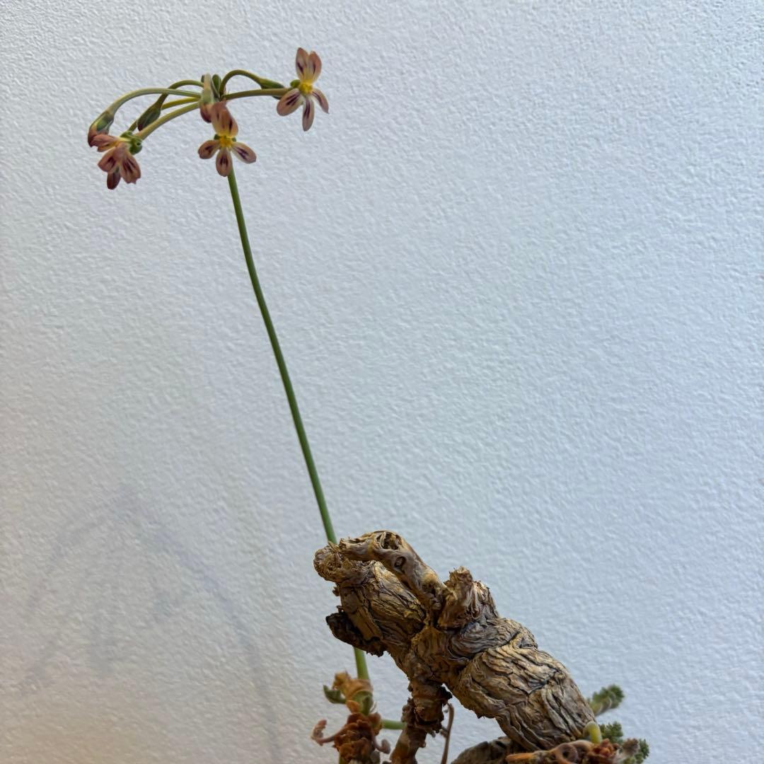 ペラルゴニウム トリステ みやび鉢 発根済み 塊根植物 コーデックス現地株