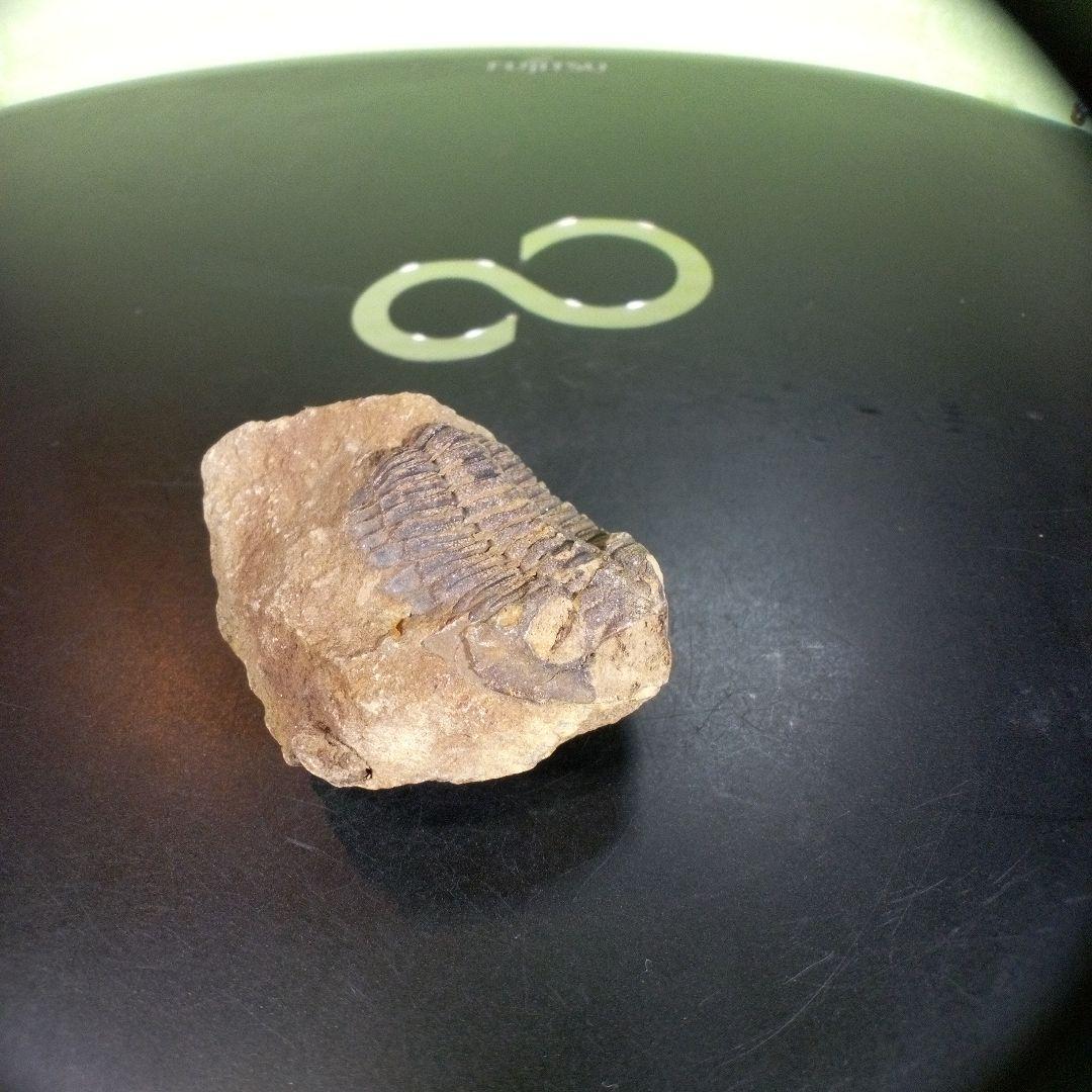 三葉虫　化石　ボリビア産　南アメリカ　trilobite　南米産fossil⑦