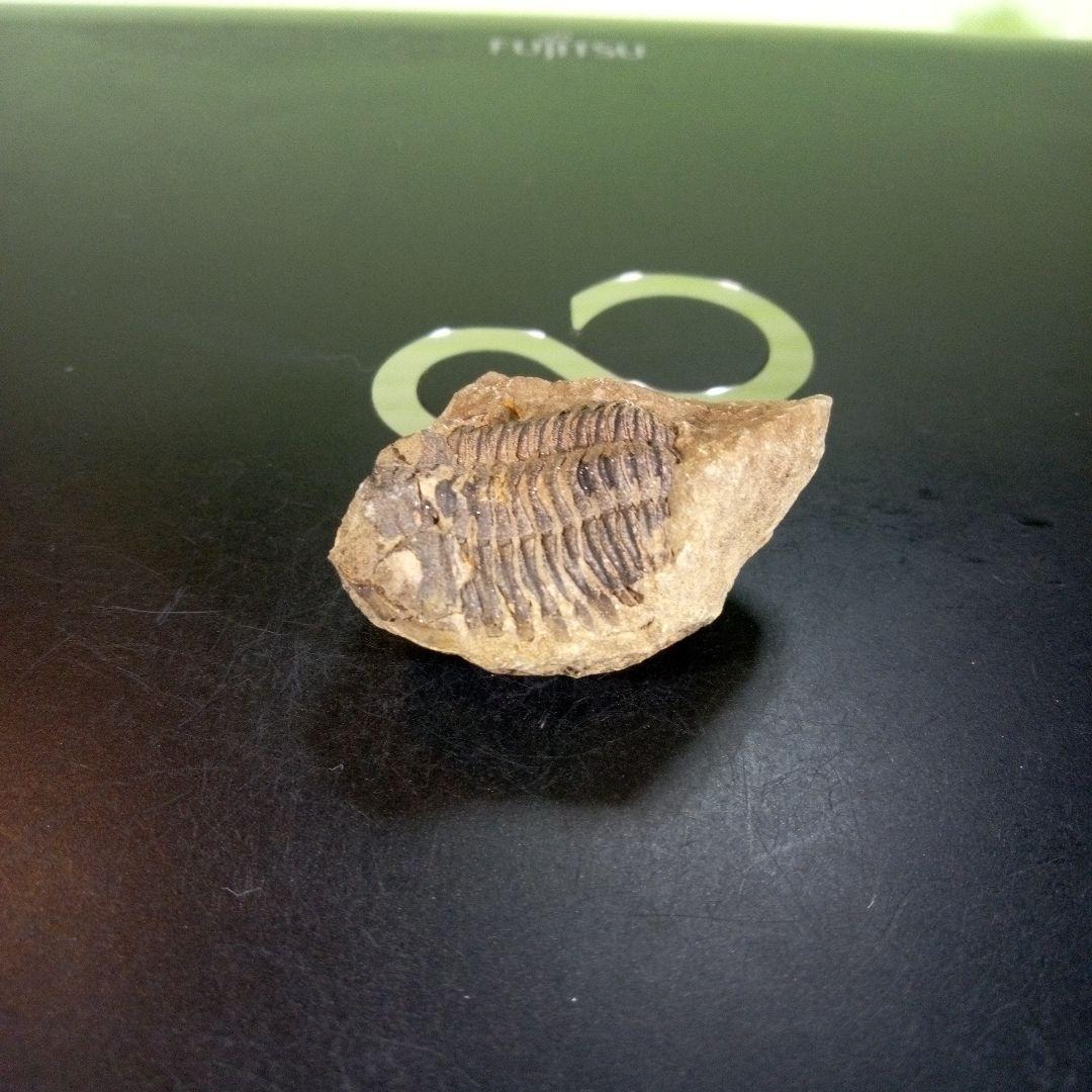 三葉虫　化石　ボリビア産　南アメリカ　trilobite　南米産fossil⑦