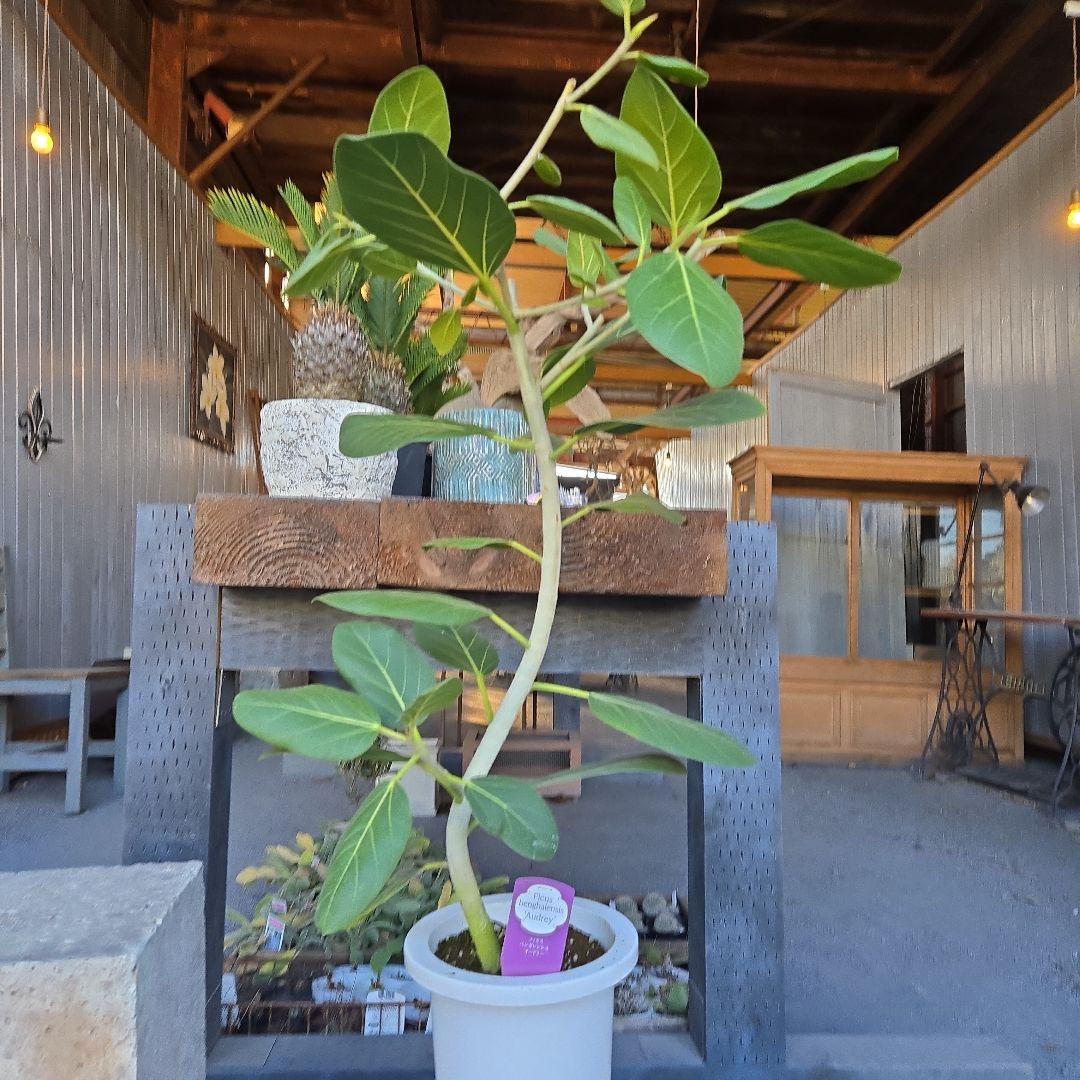 ⑤　フィカス　ベンガレンシオードリー曲がり仕立て　7号