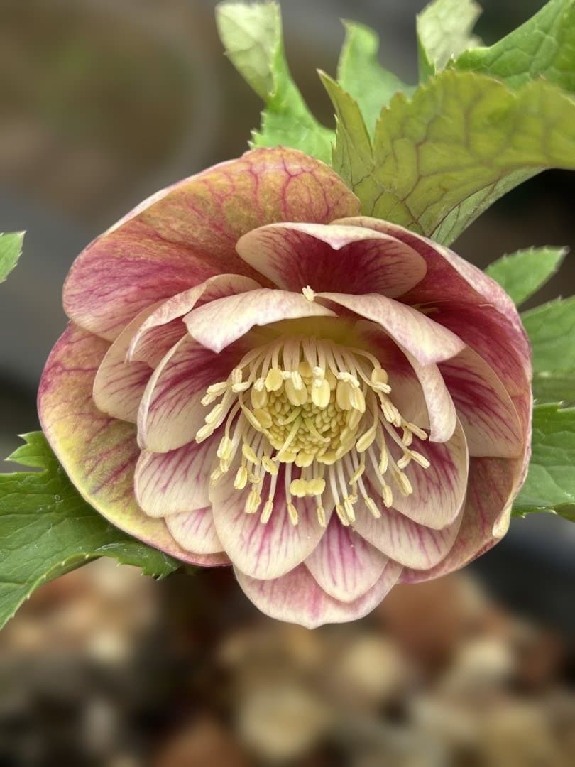 ラ*ズ様 クリスマスローズ　オーレア苗