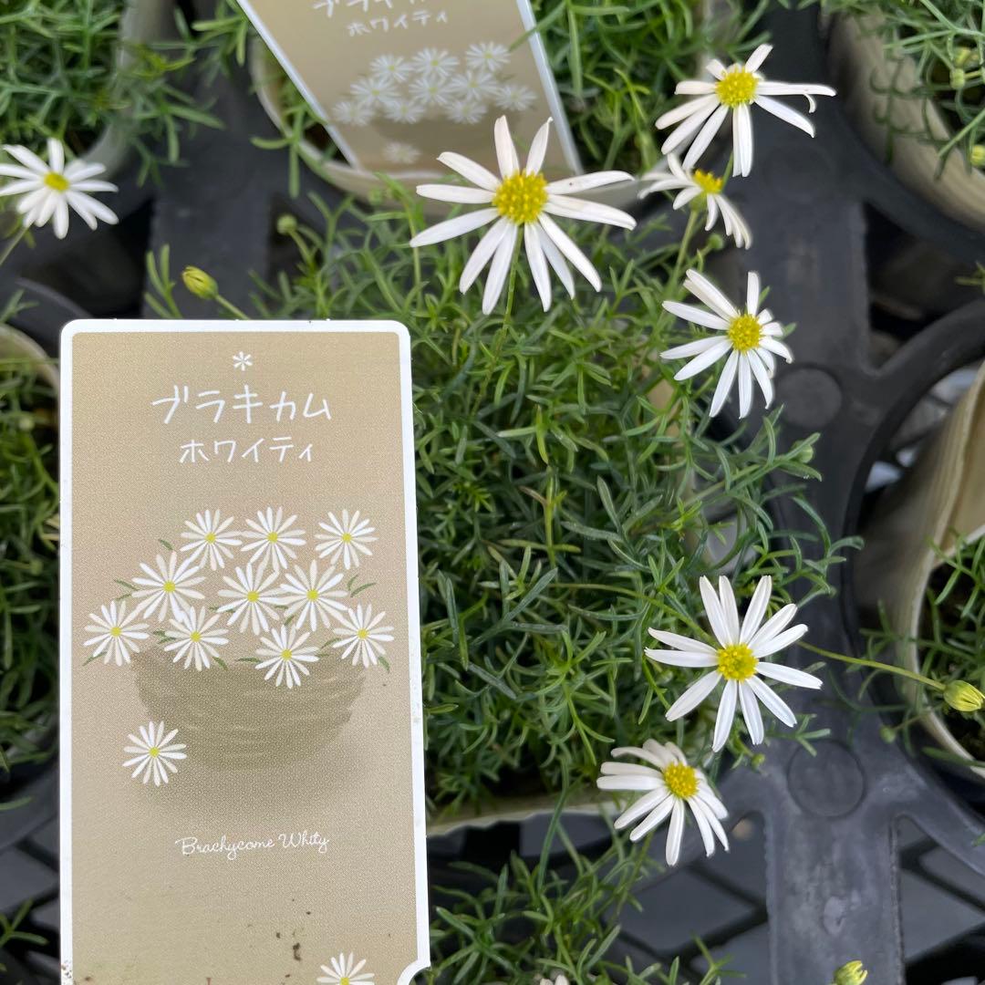花 aru