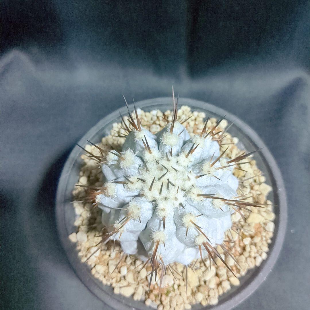 Copiapoa　コピアポア シネレア　黒王丸　美株