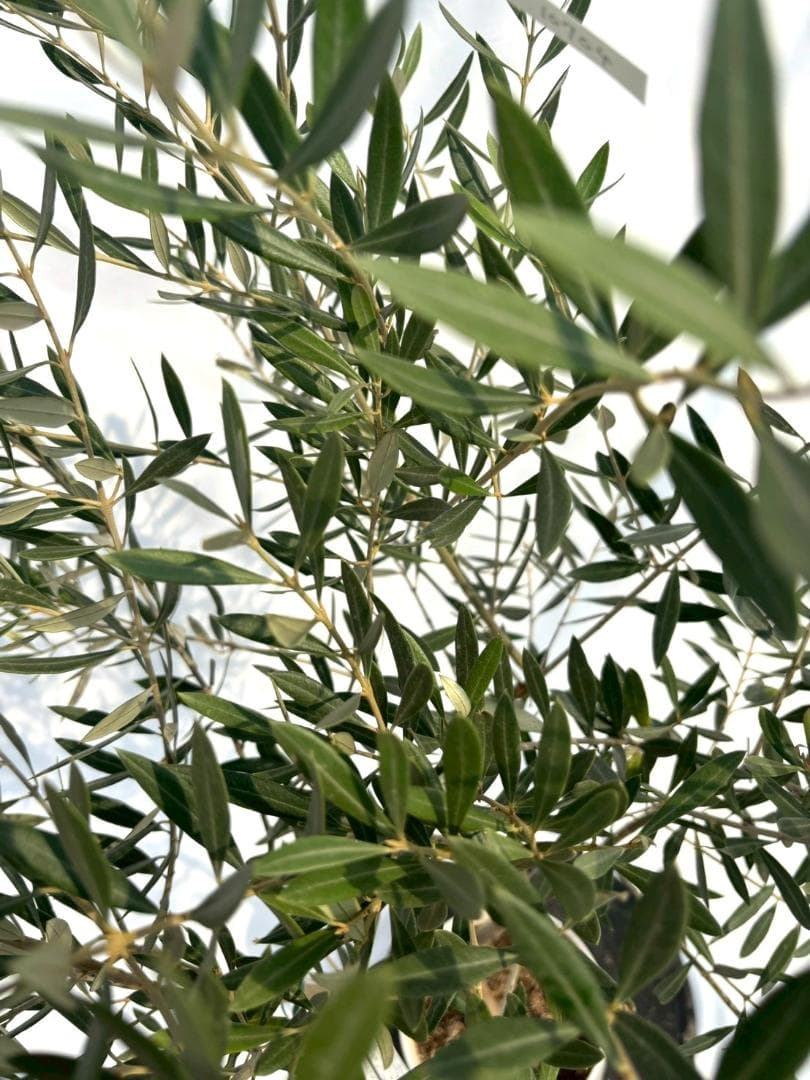 オリーブの木　ホジブランコ　7号　約135cm　NO.704　人気品種　現品掲載