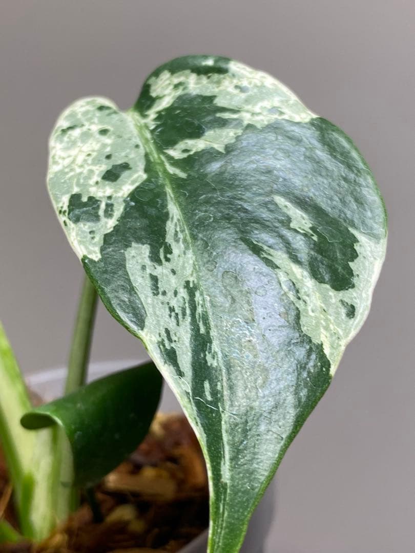 ル*ル様 【超美苗‼️】モンステラ　デリシオーサ　ベトシオーサ　バルバソー　フシ