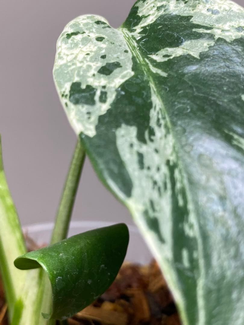 ル*ル様 【超美苗‼️】モンステラ　デリシオーサ　ベトシオーサ　バルバソー　フシ