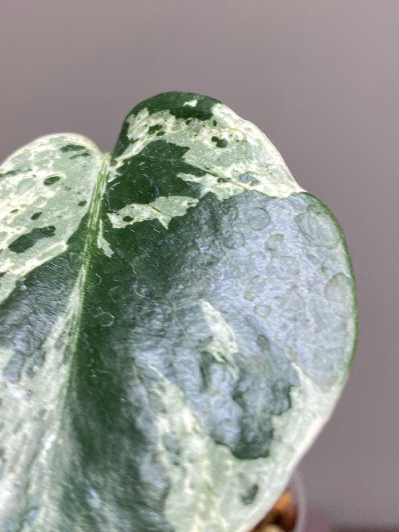 ル*ル様 【超美苗‼️】モンステラ　デリシオーサ　ベトシオーサ　バルバソー　フシ