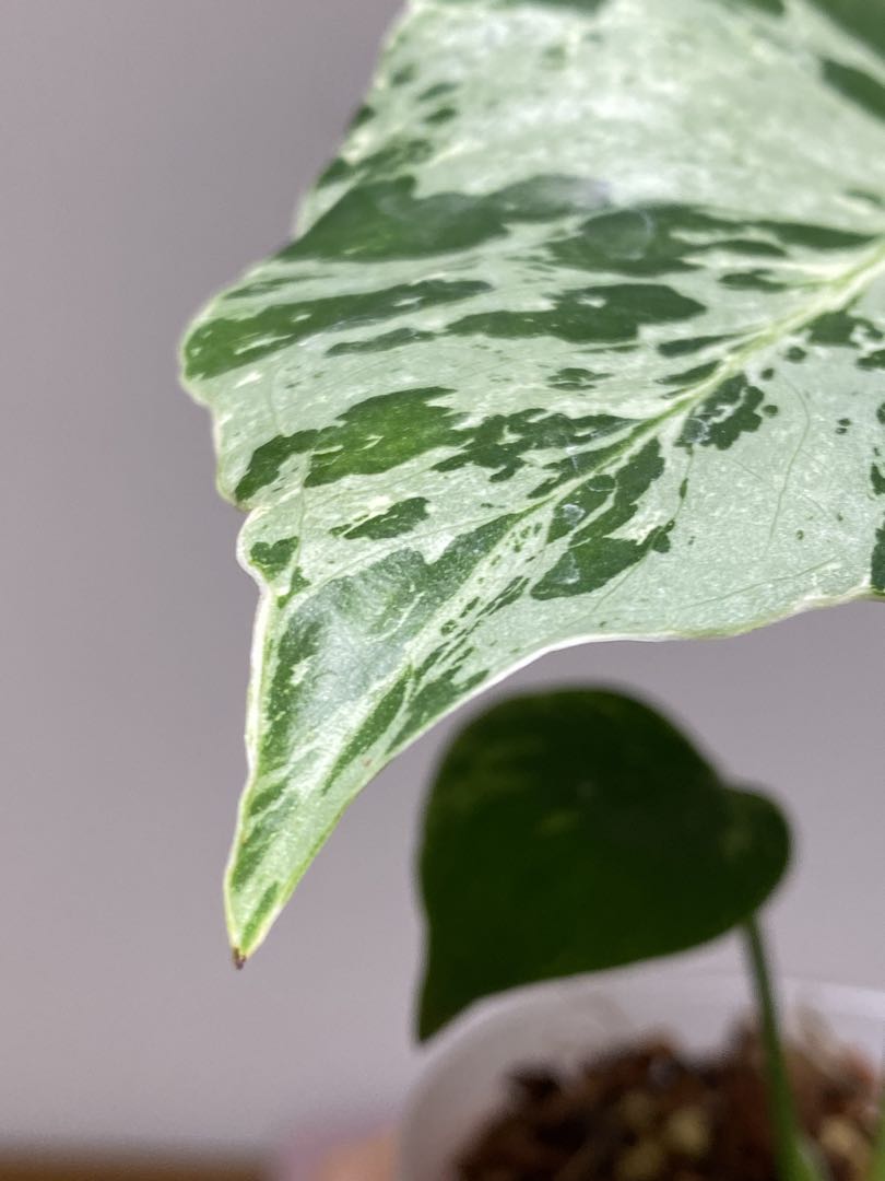 ル*ル様 【超美苗‼️】モンステラ　デリシオーサ　ベトシオーサ　バルバソー　フシ