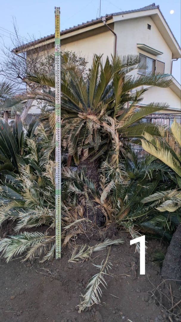 大きめのソテツ 観葉植物ソテツ　ディクソニア　ワシントンヤシ　ココスヤシ