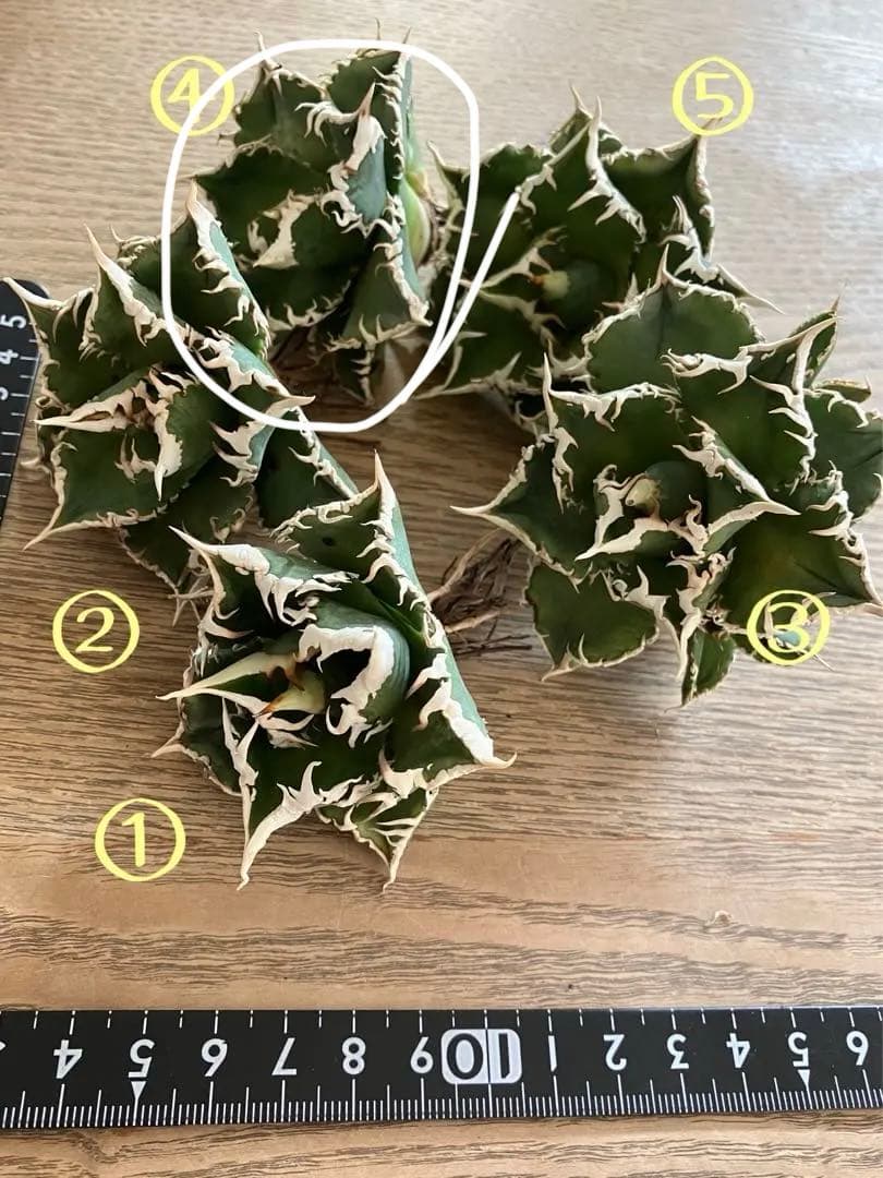 Y*i様 【初売りオークション】59 特選　子株2株付き　アガベ　チタノタ　白豪