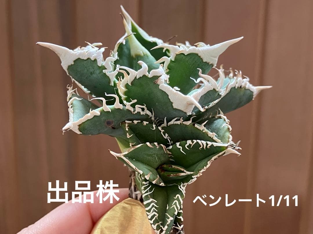 Y*i様 【初売りオークション】59 特選　子株2株付き　アガベ　チタノタ　白豪