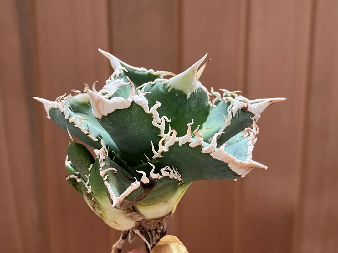 Y*i様 【初売りオークション】59 特選　子株2株付き　アガベ　チタノタ　白豪