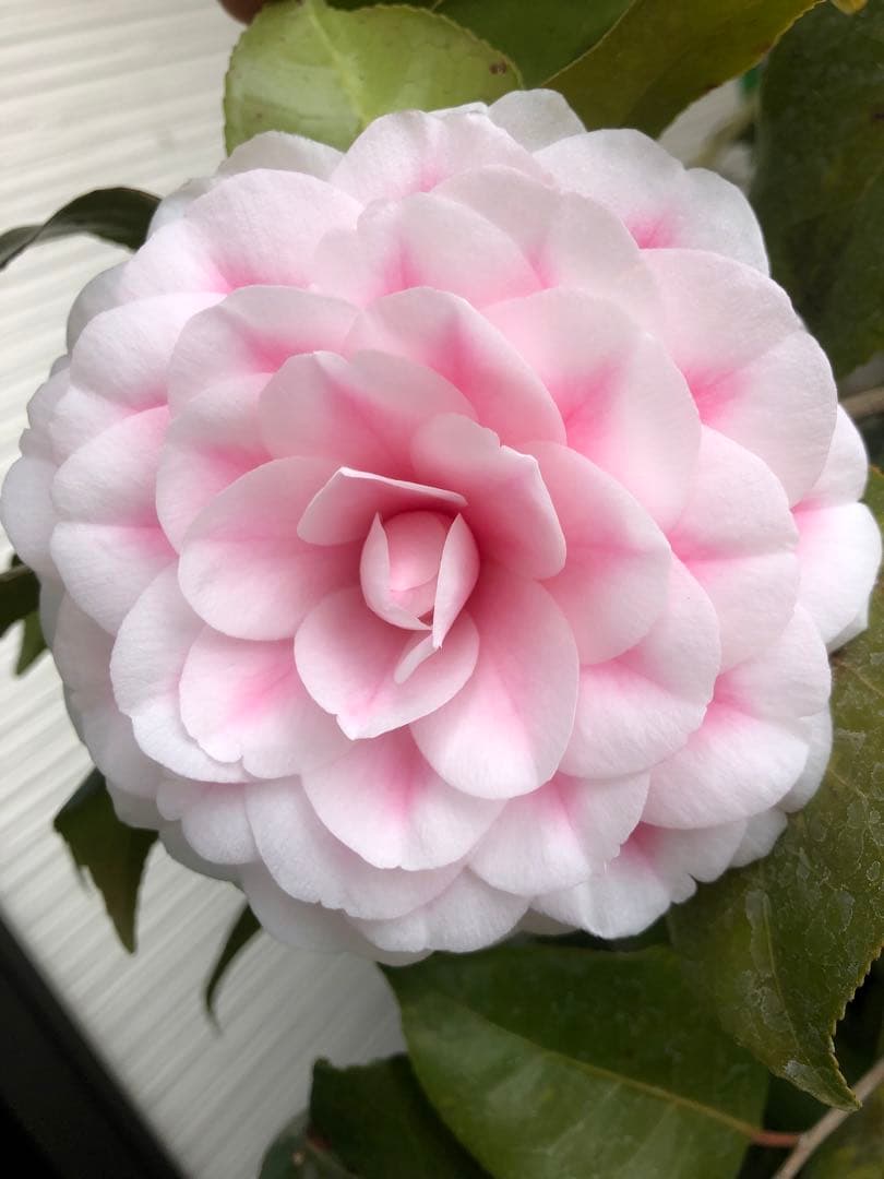 浦風　接木苗　椿　鉢底約100cm