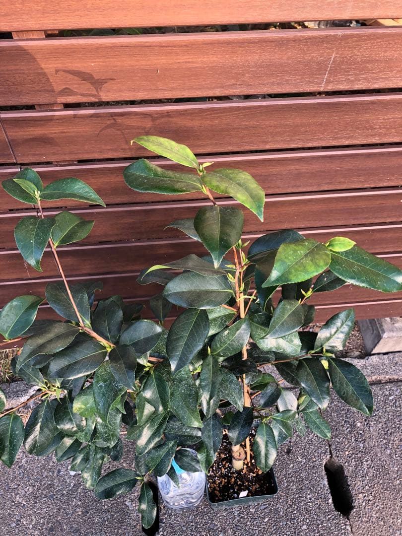 浦風　接木苗　椿　鉢底約100cm