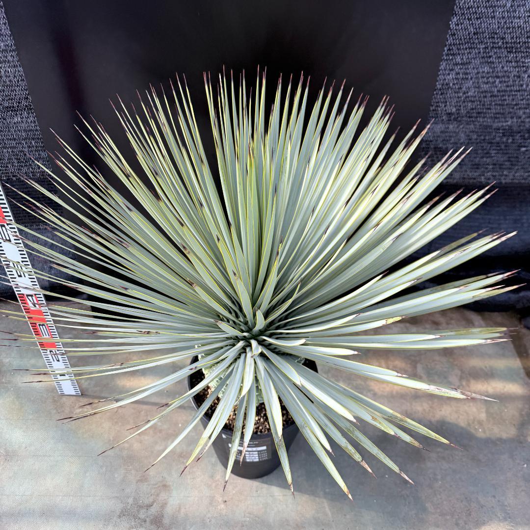 【AL1175】ユッカ　ロストラータ　極太　超美形　シルバーブルー　葉数多