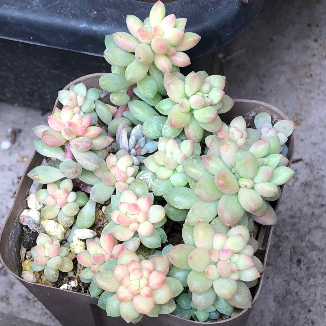 専用‼︎多肉植物^o^ 盛り盛り❣️ピンクベリー