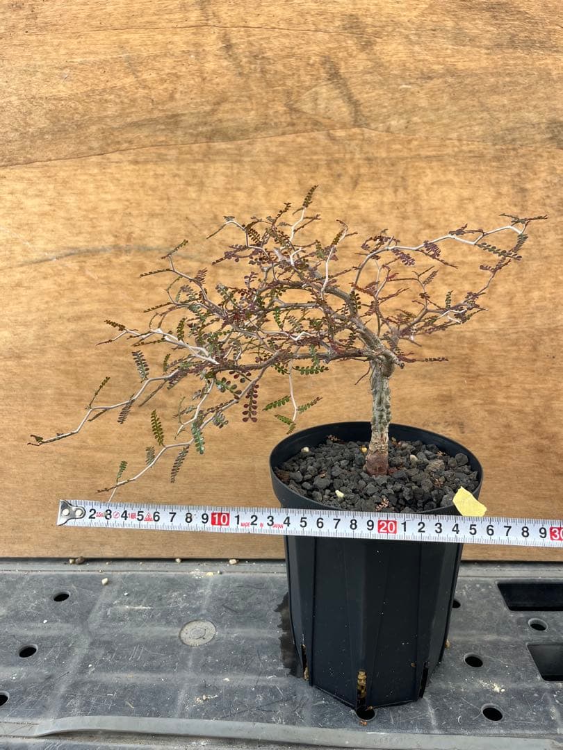 オペルクリカリア　パキプス　実生株