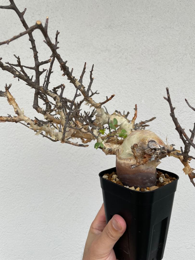 コミフォラ　カタフ　ピュア