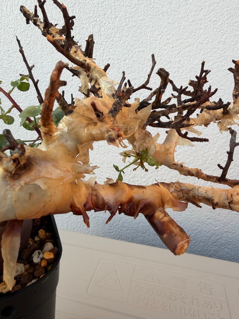 コミフォラ　カタフ　ピュア