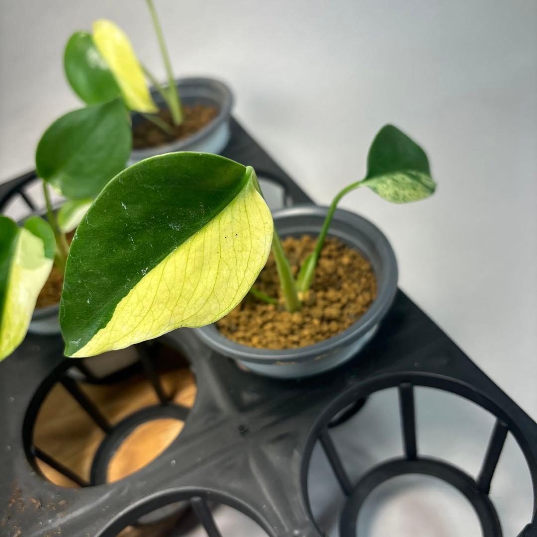 S*T様 5株セットms21【特別選抜】ホワイトモンスター／天津蘭 モンステラ斑