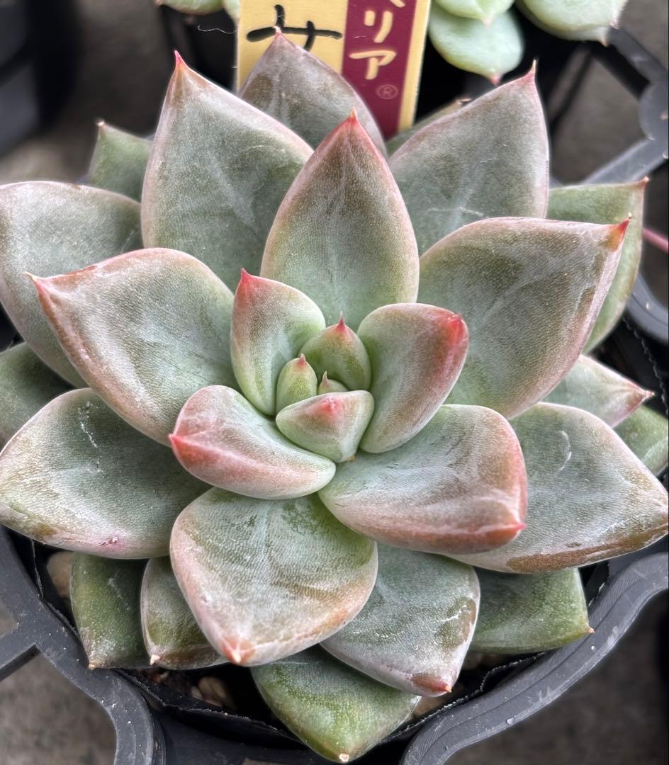 ミックスベリア 6種類 札付き②(1月6日撮影)