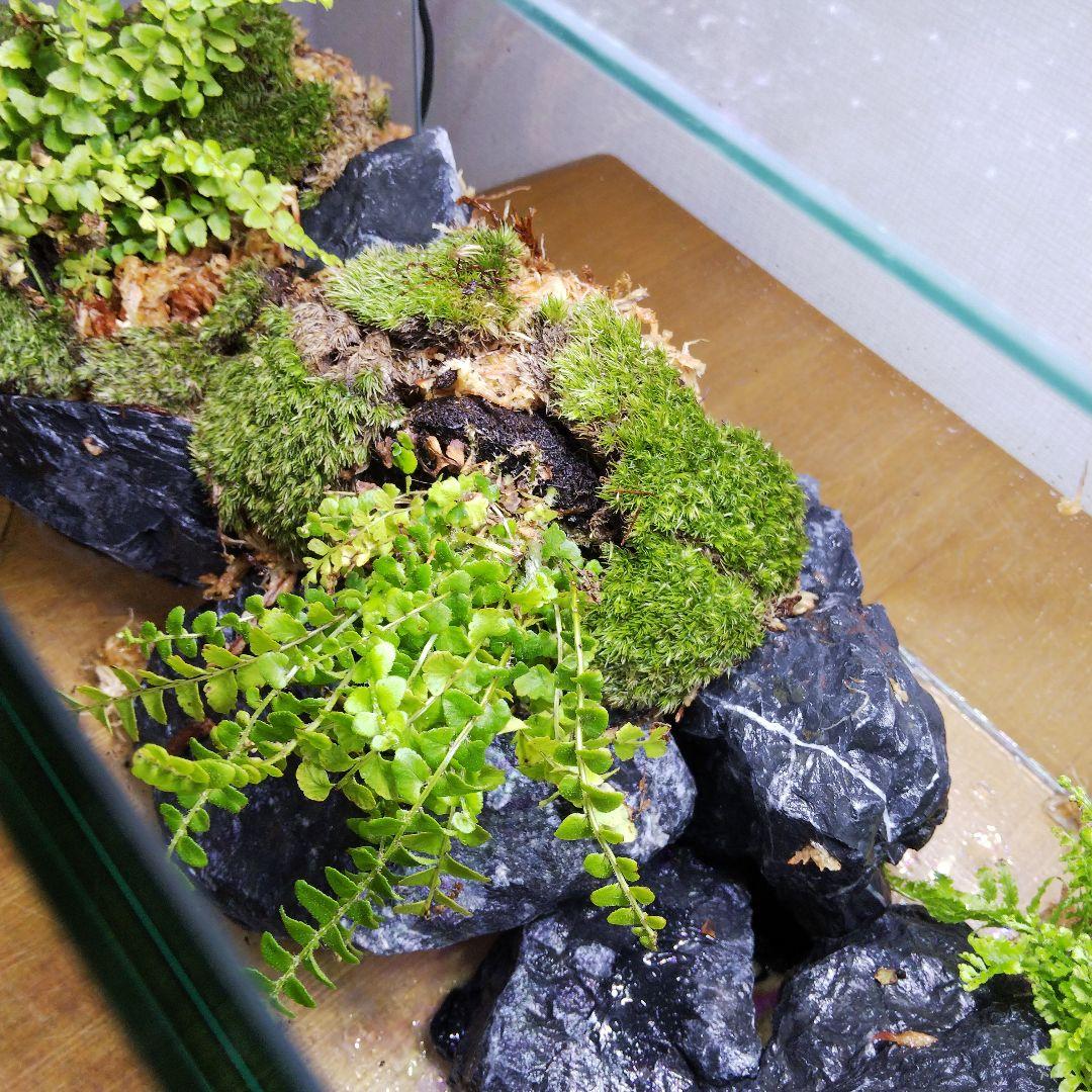 もじのすけページ