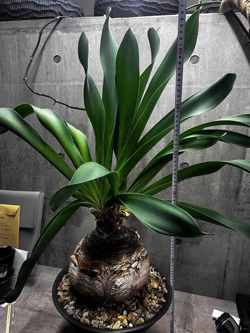 ブーファン　ハエマントイデス　発根済み2頭