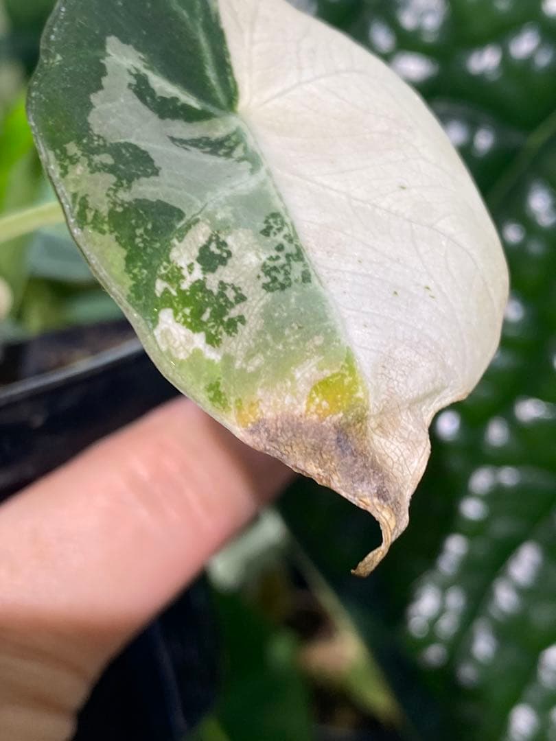 【美しいピンク出ました✨】アロカシア　ブラックベルベット　ピンク　斑入り　希少