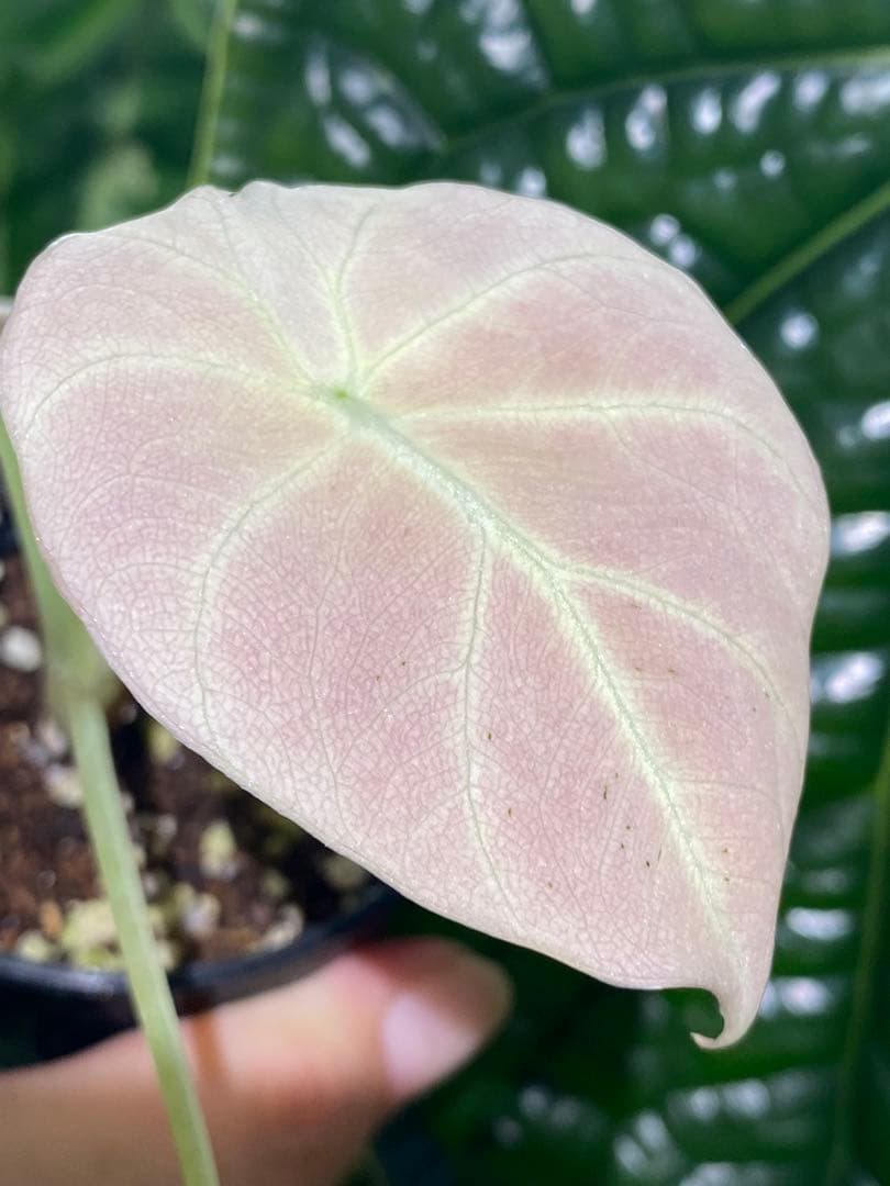 【美しいピンク出ました✨】アロカシア　ブラックベルベット　ピンク　斑入り　希少