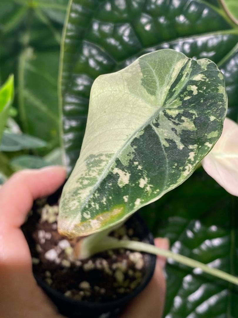 【美しいピンク出ました✨】アロカシア　ブラックベルベット　ピンク　斑入り　希少