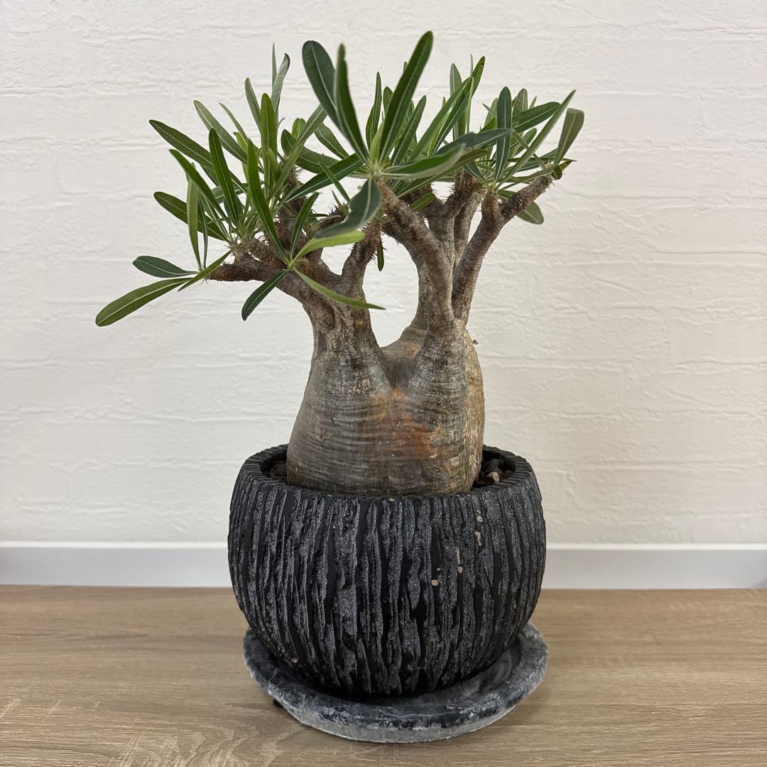 グラキリス　塊根植物 中型 黒い鉢付き