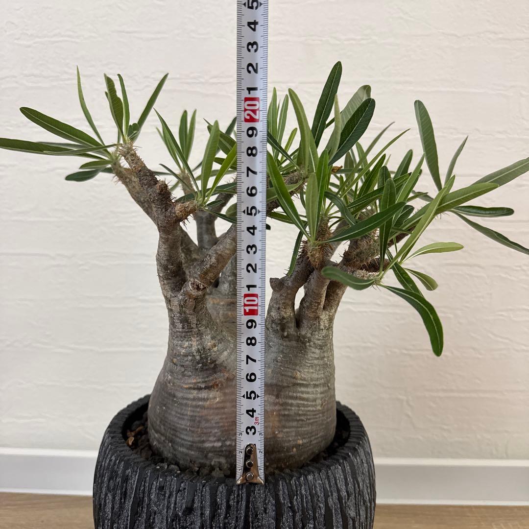 グラキリス　塊根植物 中型 黒い鉢付き