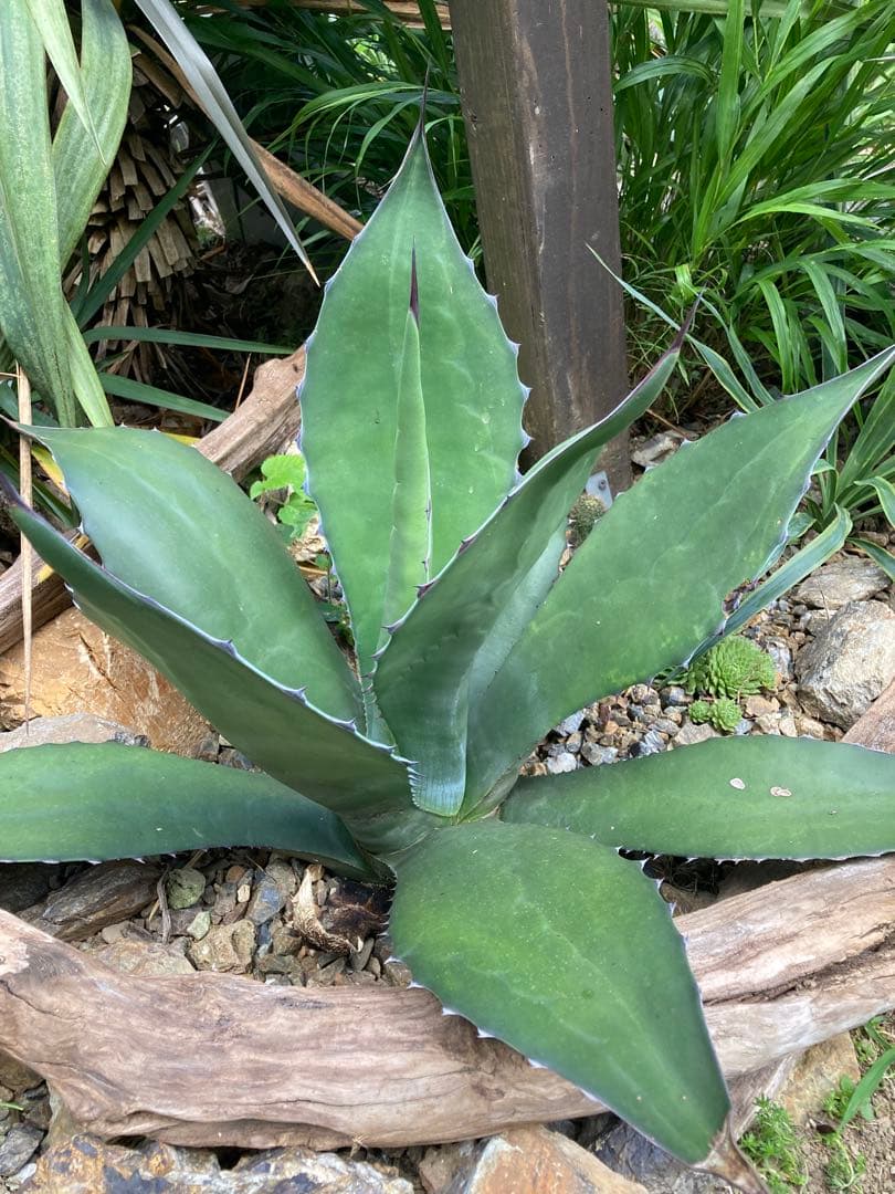 耐寒性アガベ サルミアナフェロックス大株◇ドライガーデン多肉サボテン南国ユッカ