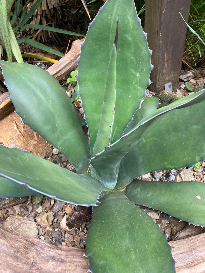 耐寒性アガベ サルミアナフェロックス大株◇ドライガーデン多肉サボテン南国ユッカ