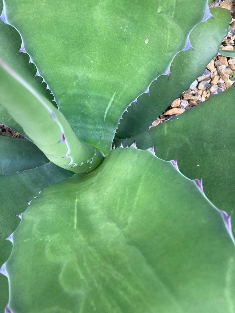 耐寒性アガベ サルミアナフェロックス大株◇ドライガーデン多肉サボテン南国ユッカ