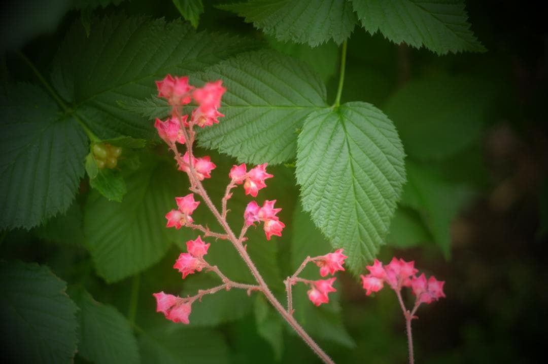 Fujifilm X-E2 ミラーレス本体とバッテリー2個と充電器