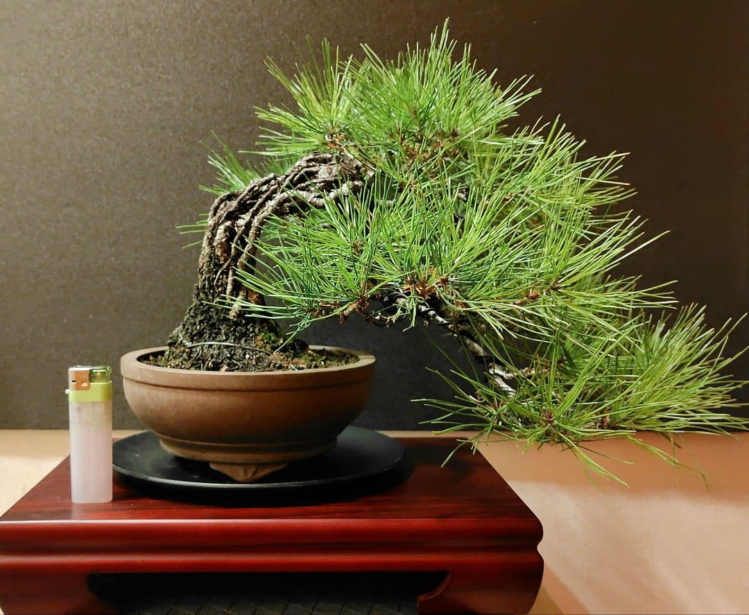 赤松盆栽！