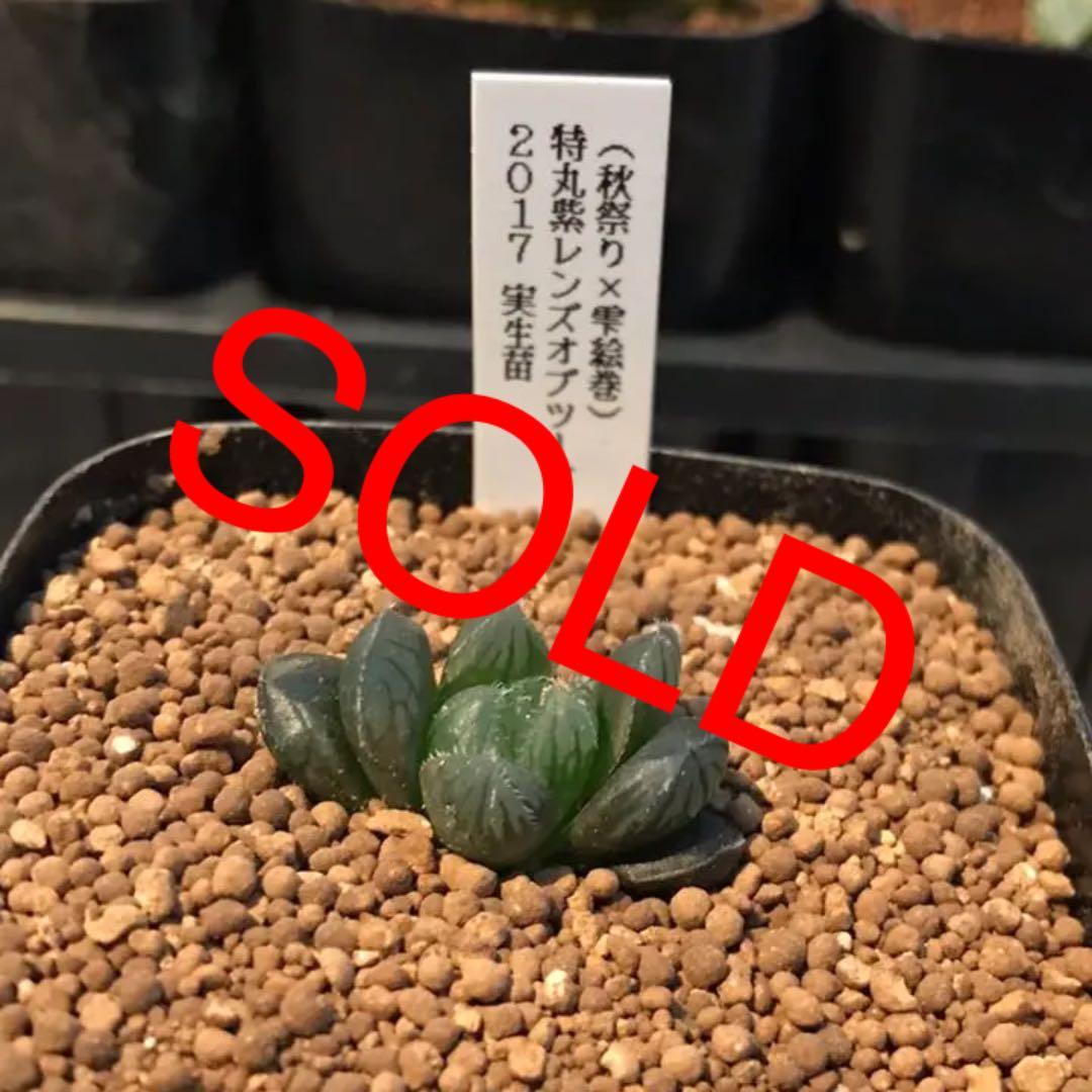 多肉植物 ハオルチア   セール 1株 500円 送料200円 組み合わせ自由