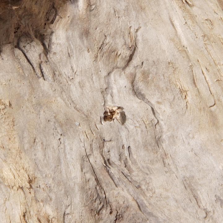 流木 インテリア レイアウト 61cm DIY アクアリウム 天然 rybk17