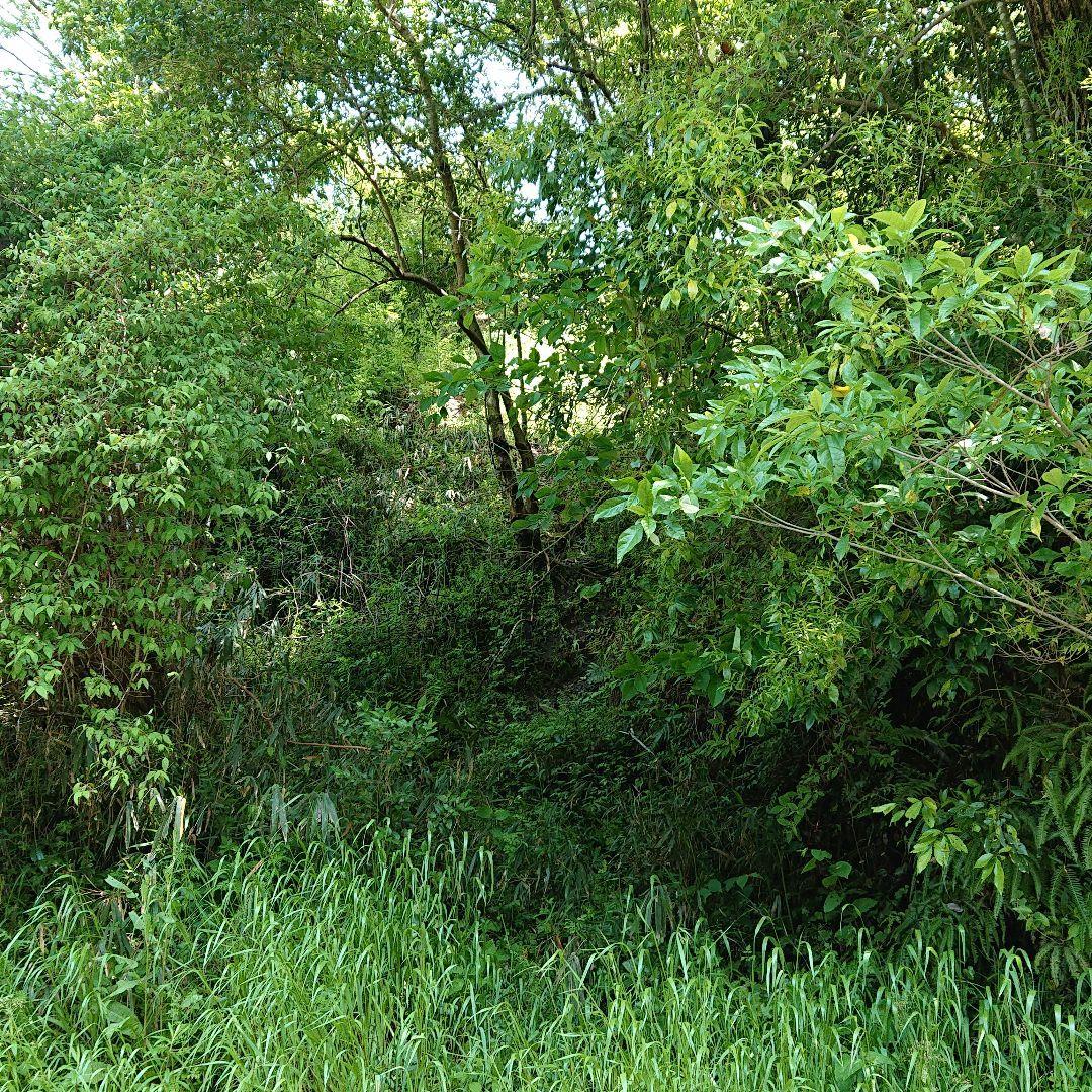 わらび苗(紀伊山地)300本