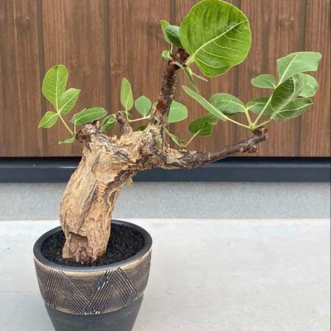 コミフォラ　グイドッティ　灌木　良型　発根済　現地球