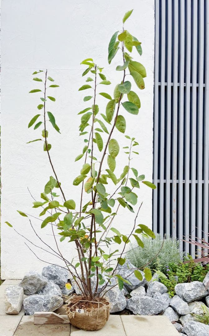 逸品 ジューンベリー大株立1.6M(鉢底から)品番C