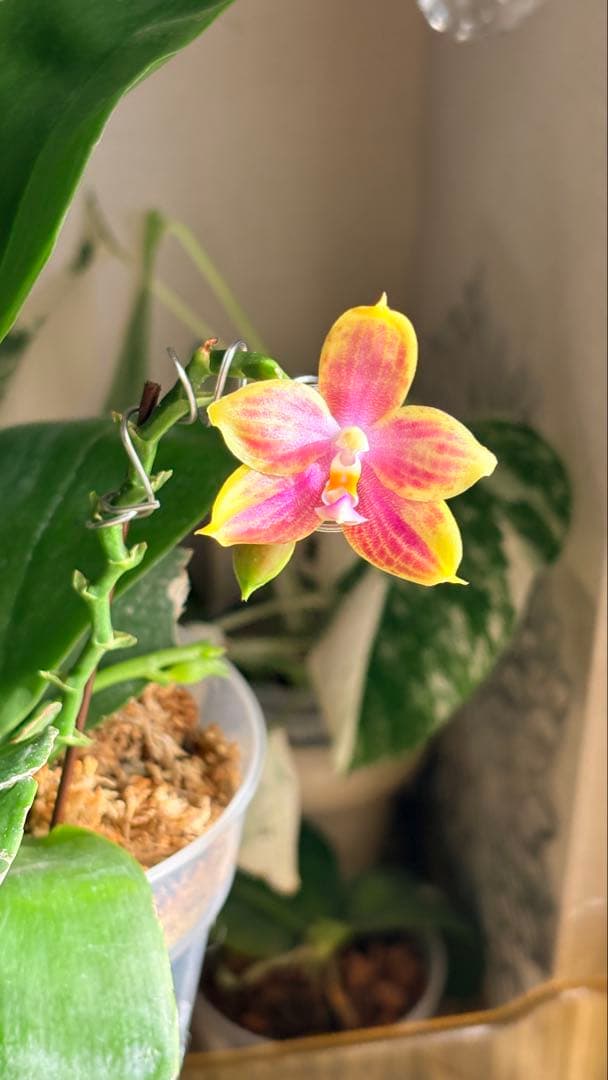 【希少・大株】胡蝶蘭　花茎3本 開花中 つぼみ付き ファレノプシス 原種交配種