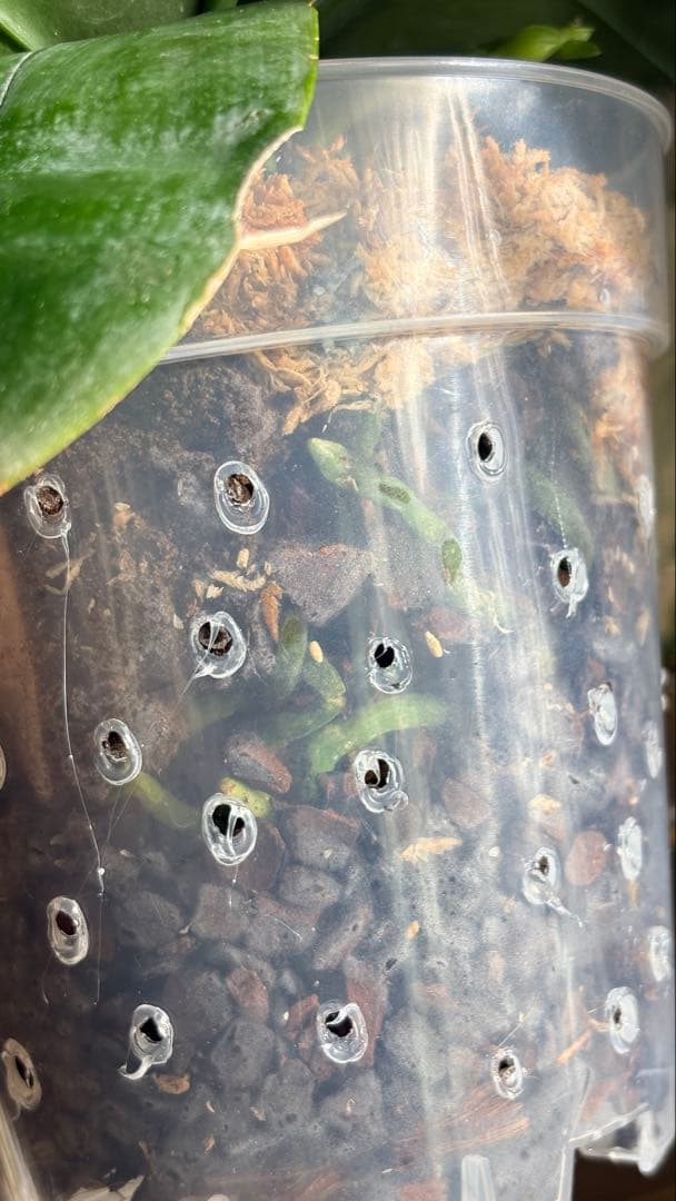 【希少・大株】胡蝶蘭　花茎3本 開花中 つぼみ付き ファレノプシス 原種交配種