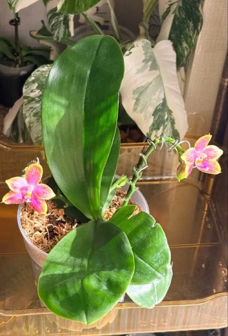 【希少・大株】胡蝶蘭　花茎3本 開花中 つぼみ付き ファレノプシス 原種交配種