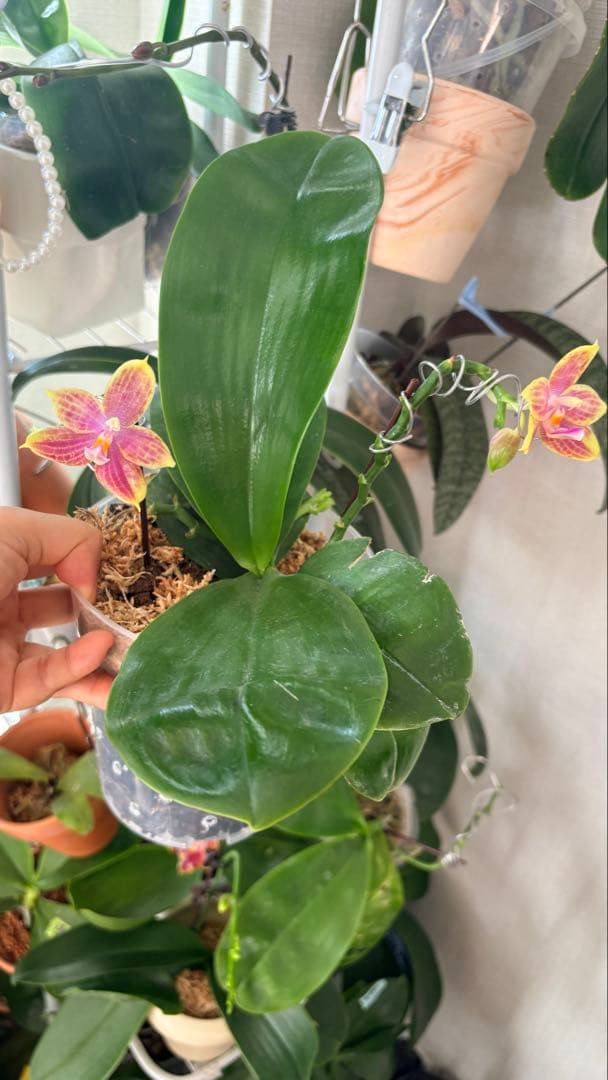 【希少・大株】胡蝶蘭　花茎3本 開花中 つぼみ付き ファレノプシス 原種交配種