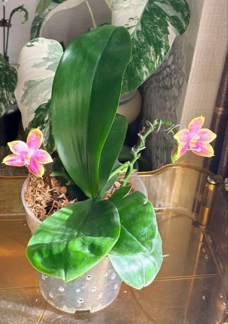 【希少・大株】胡蝶蘭　花茎3本 開花中 つぼみ付き ファレノプシス 原種交配種