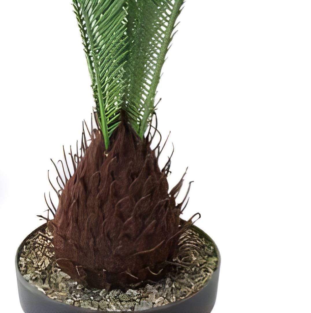 光触媒　人工観葉植物　ウォールグリーン　フェイクグリーン　ソテツ120